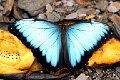 MORPHIDAE, Morpho peleides